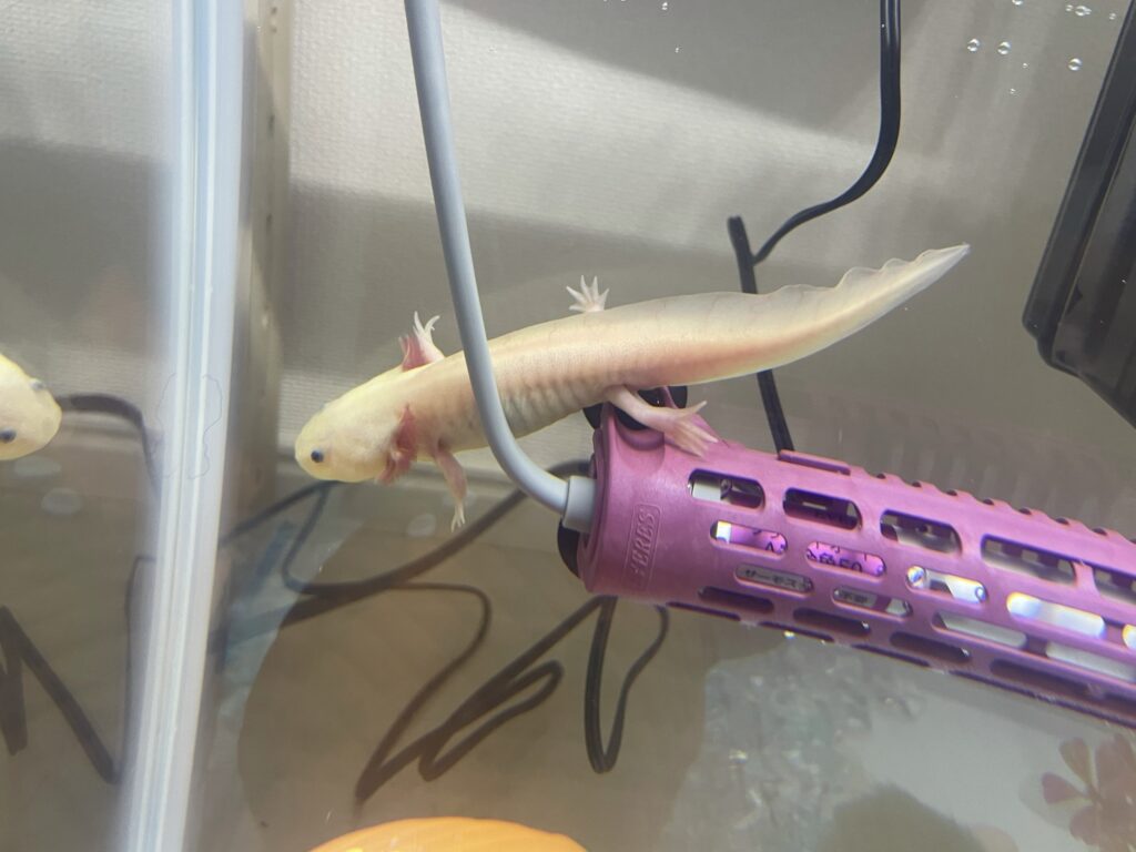 水槽ヒーターの電気代を徹底解説!種類・節約術を紹介