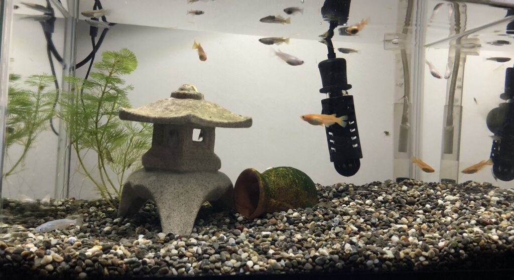 水槽ヒーターの電気代を徹底解説!種類・節約術を紹介