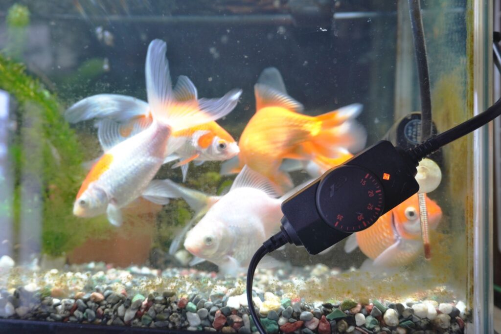 水槽ヒーターの電気代を徹底解説!種類・節約術を紹介