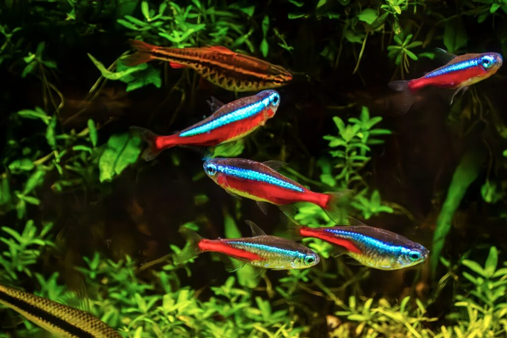 水槽ヒーターの電気代を徹底解説!種類・節約術を紹介